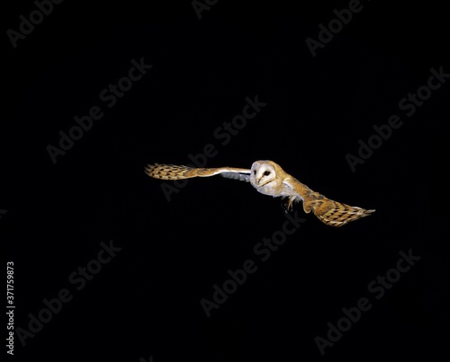 Barn Owl, tyto alba, Adult in Flight