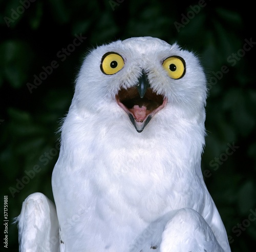 Snowy Owl, nyctea scandiaca, Adult calling