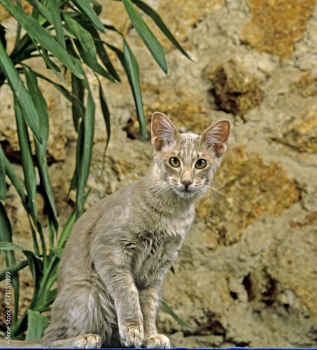 Foto Longhair Oriental Domestic Cat