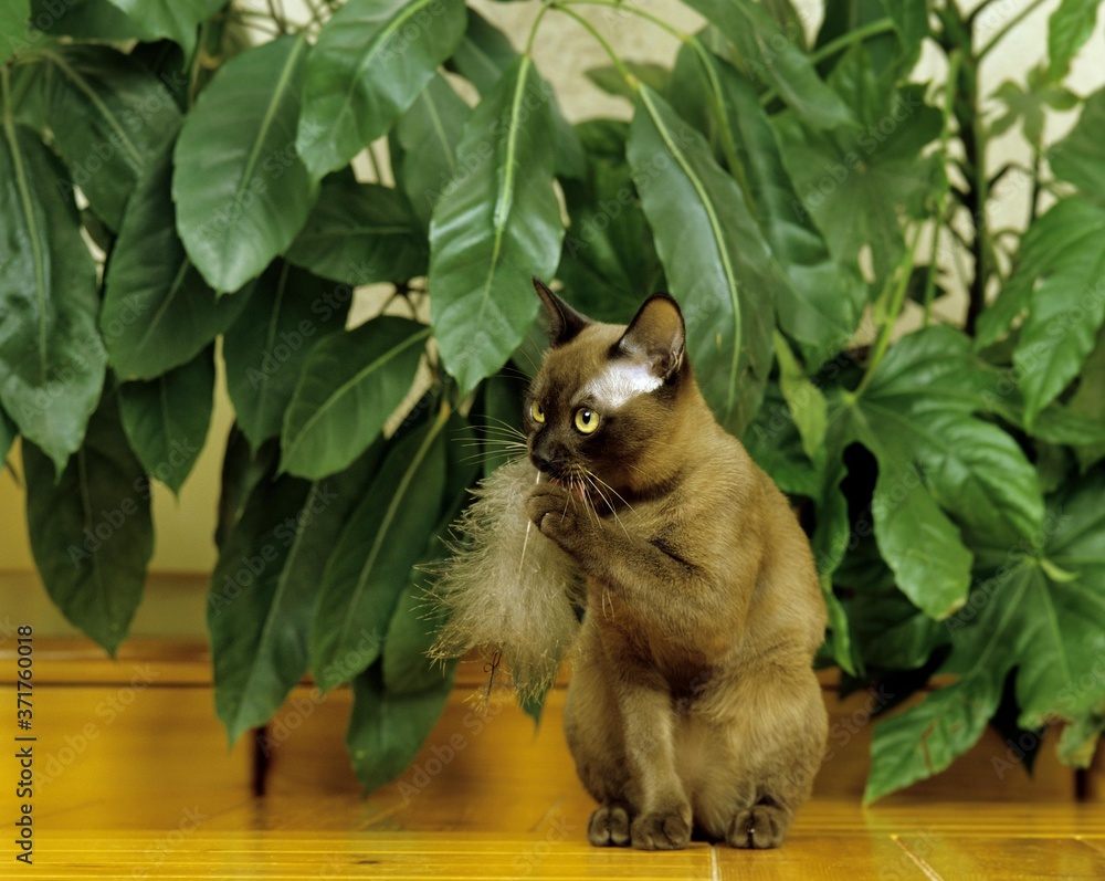 Chocolate Burmese Domestic Cat playing with Feather