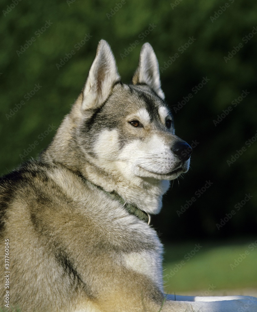 Siberian Husky, Dog with Collar Siberian Husky, Dog with Collar