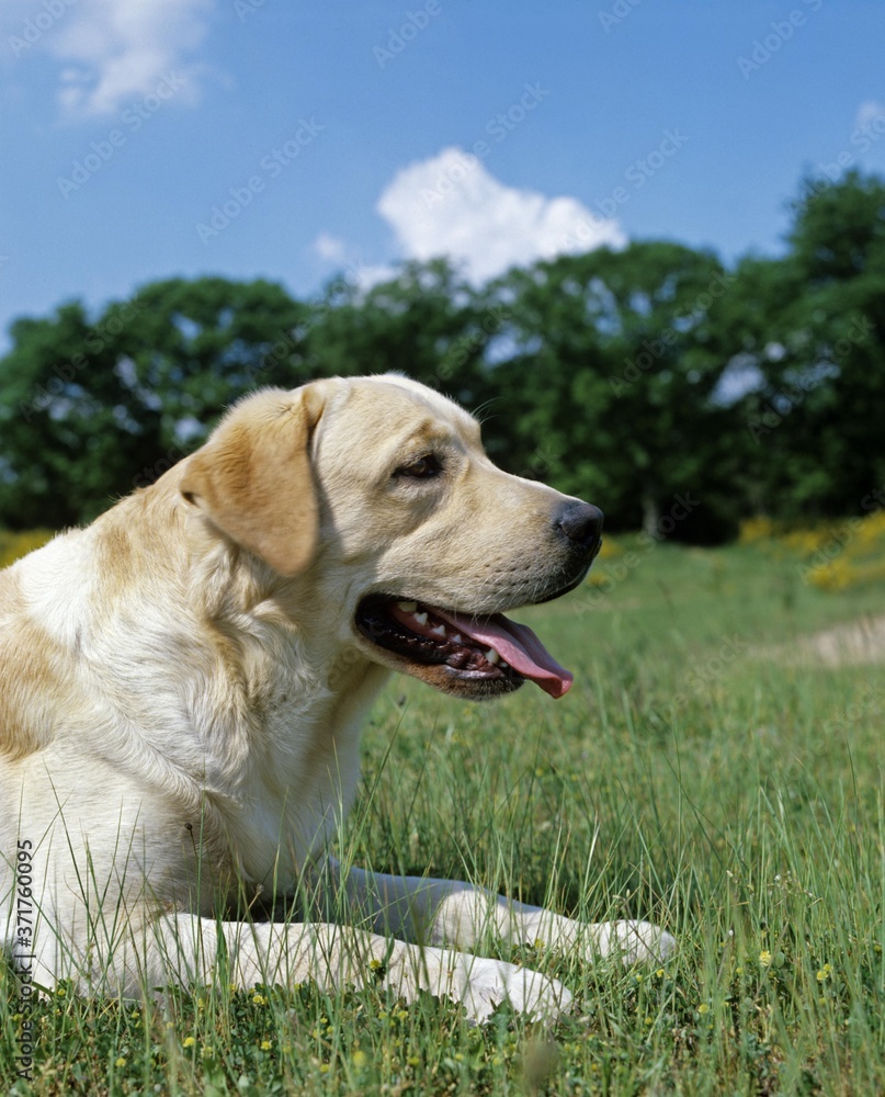 Yellow Labrador Retriever Dog standing on Lawn Yellow Labrador Retriever Dog standing on Lawn