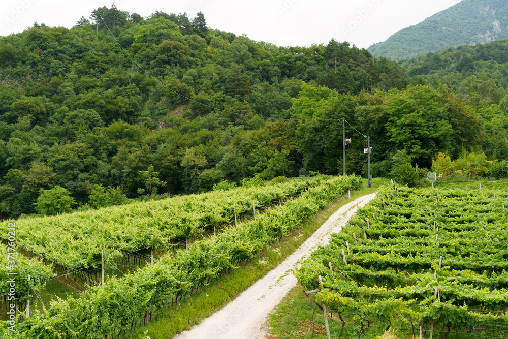 Naklejka premium Vineyard in the Adige valley, Trento province