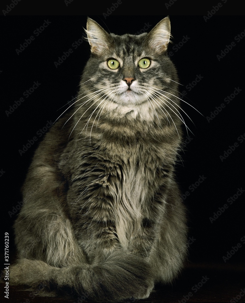Skogkatt Domestic Cat, Adult against Black Background