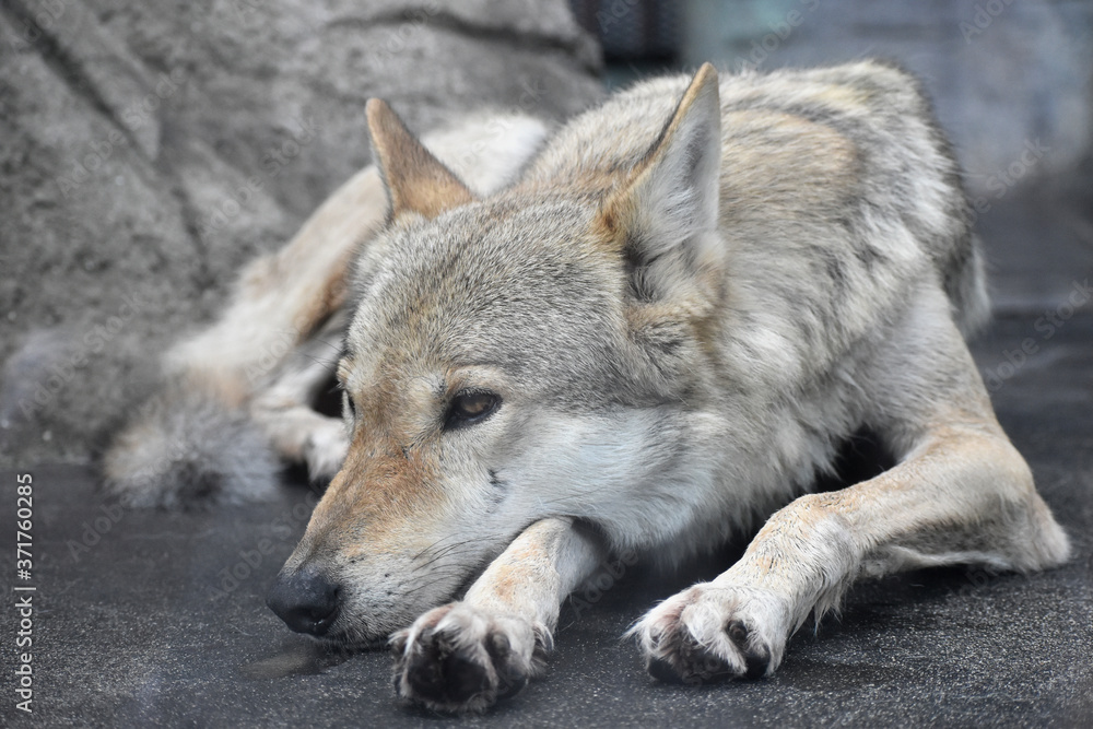 Fototapeta premium チュウゴクオオカミ