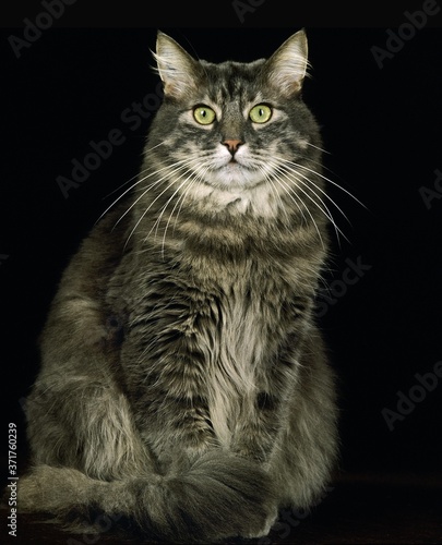Skogkatt Domestic Cat, Adult against Black Background © slowmotiongli