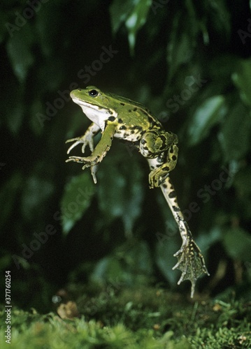 Photography Edible Frog or Green Frog, rana esculenta, Adult leaping