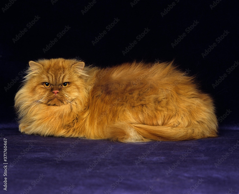 Red Self Persian Domestic Cat against Black Background