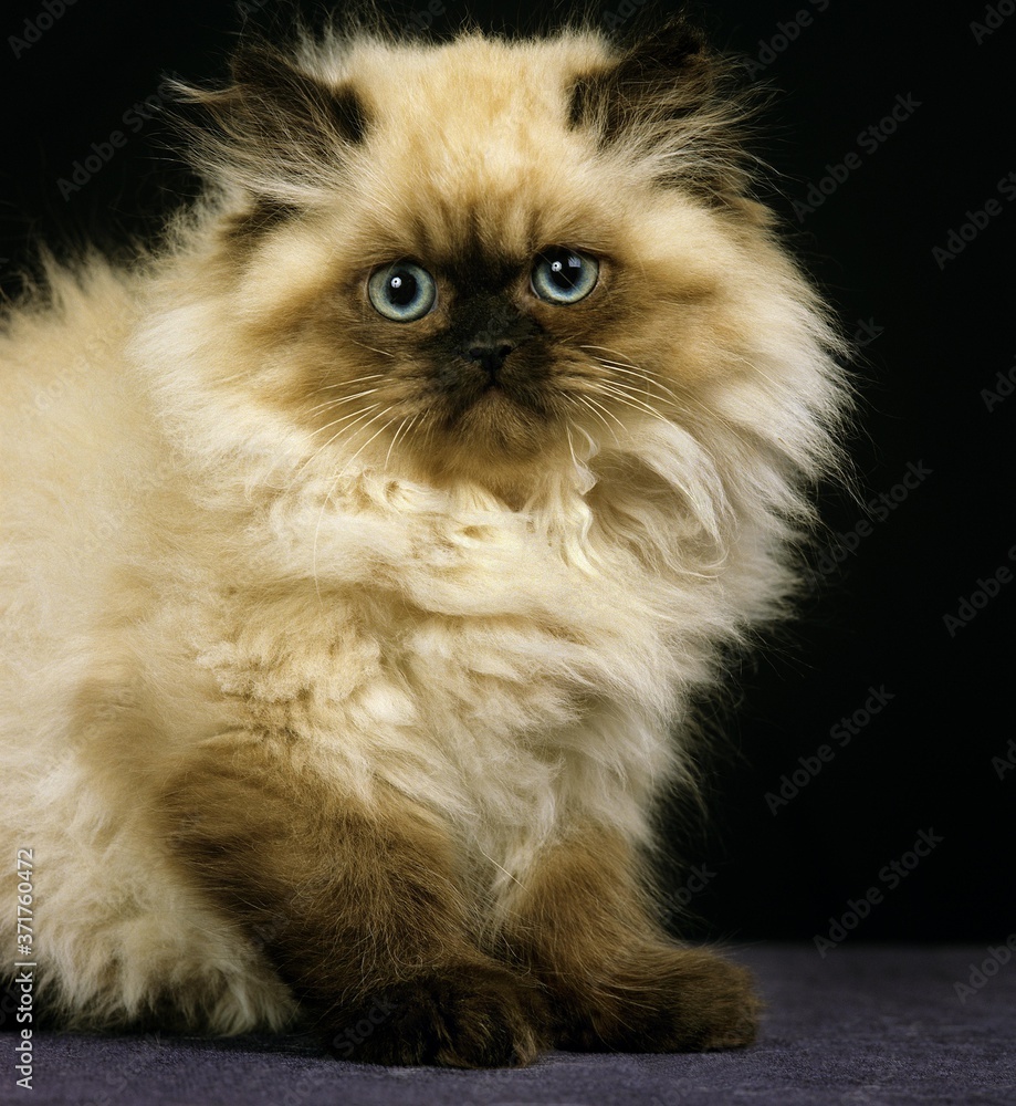 Colourpoint Persian Domestic Cat, Kitten sitting against Black Background