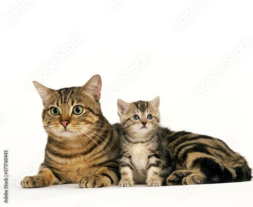 Fototapeta Naklejka Na Ścianę i Meble -  Brown Tabby Domestic Cat, Mother and Kitten against White Background