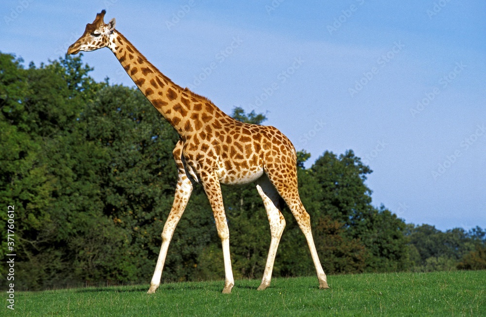 Obraz premium Rothschild's Giraffe, giraffa camelopardalis rothschildi