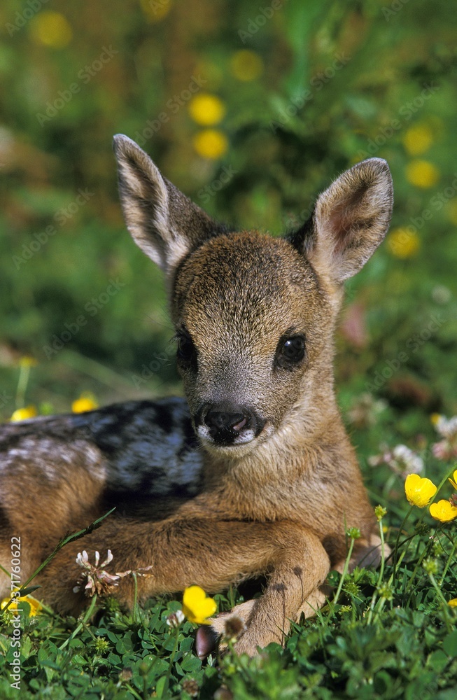 Fototapeta premium Roe Deer, capreolus capreolus, Fawn laying on Flowers