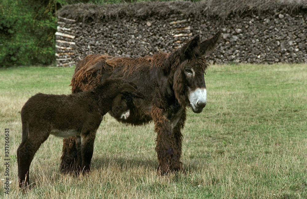 Fototapeta premium Poitou Donkey or Baudet du Poitou, Mother with Foal
