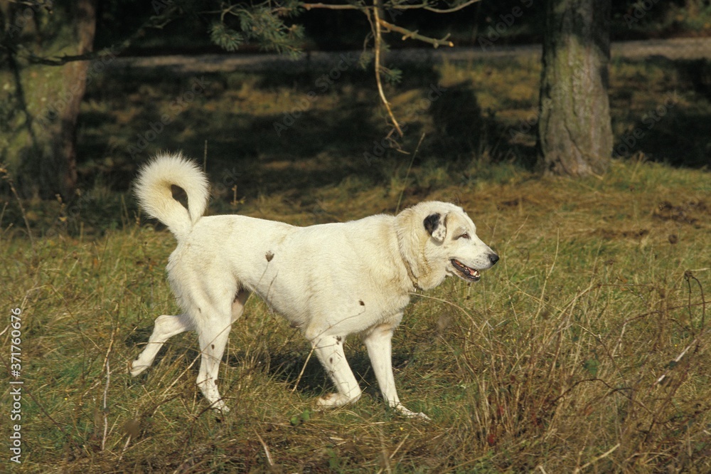 Anatolian Shepherd Dog or Coban Kopegi Anatolian Shepherd Dog or Coban Kopegi