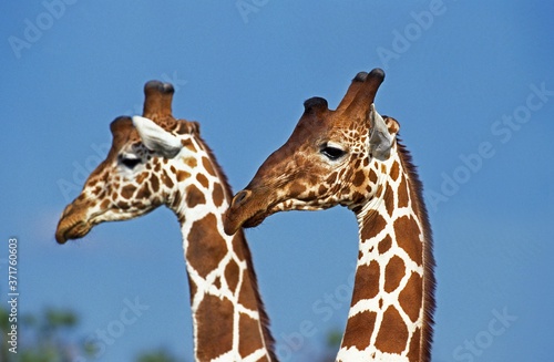Reticulated Giraffe, giraffa camelopardalis reticulata, Samburu Park in Kenya © slowmotiongli