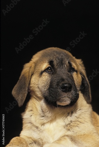 Anatolian Shepherd Dog or Coban Kopegi, Portrait of Pup against Black Background photo