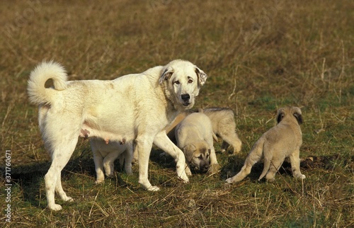 Anatolian Shepherd Dog or Coban Kopegi, Mother with Puppies