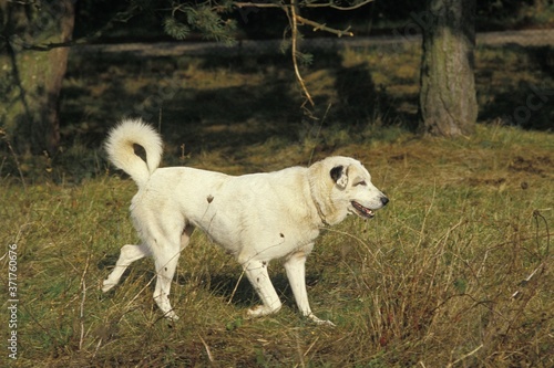Anatolian Shepherd Dog or Coban Kopegi photo
