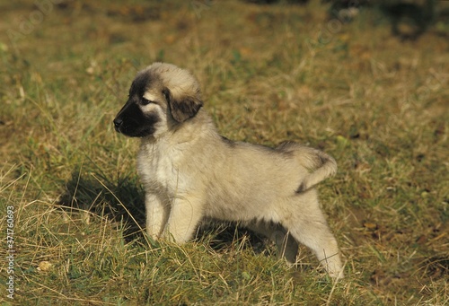 Anatolian Shepherd Dog or Coban Kopegi, Pup photo