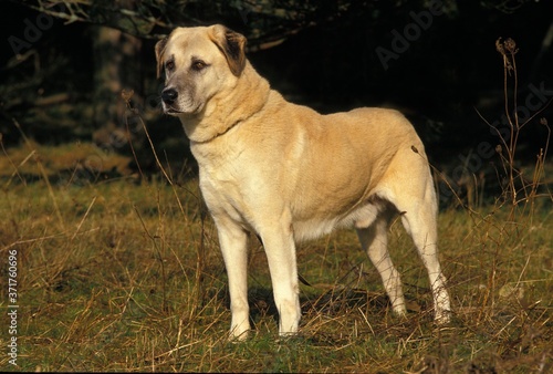 Anatolian Shepherd Dog or Coban Kopegi, Male