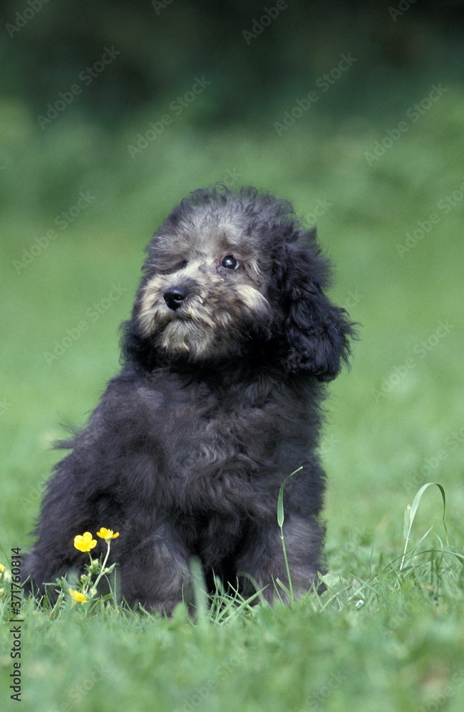 Grey Standard Poodle Dog, Pup Grey Standard Poodle Dog, Pup