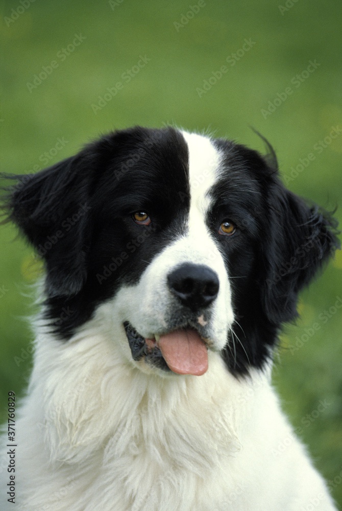 Landseer Dog, Portrait of Adult