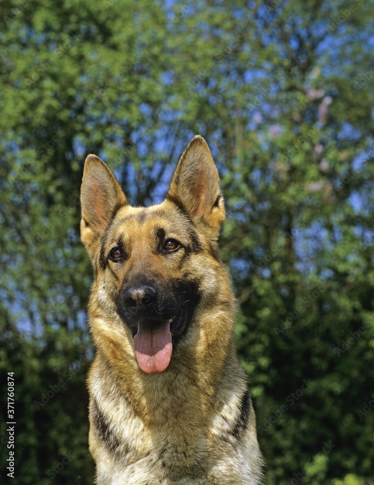 German Shepherd Dog, Portrait of Adult with Tongue out German Shepherd Dog, Portrait of Adult with Tongue out