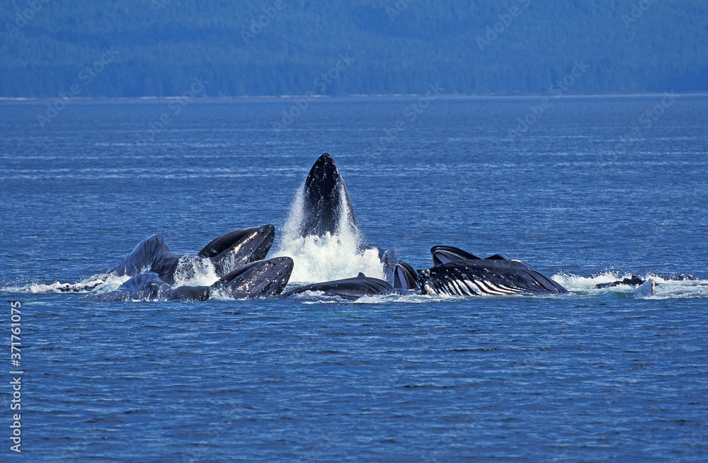 Fototapeta premium Humpack Whale, megaptera novaeangliae, Group Bubble Net Feeding, Open Mouth to Catch Krill, Alaska