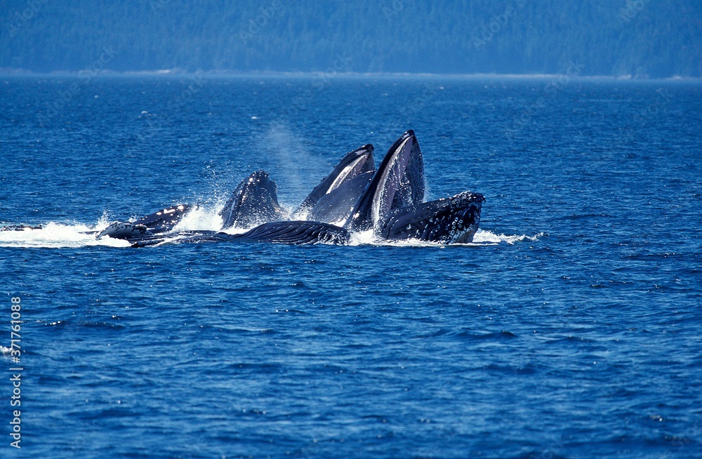Humpack Whale, megaptera novaeangliae, Group Bubble Net Feeding, Open Mouth to Catch Krill, Alaska Humpack Whale, megaptera novaeangliae, Group Bubble Net Feeding, Open Mouth to Catch Krill, Alaska