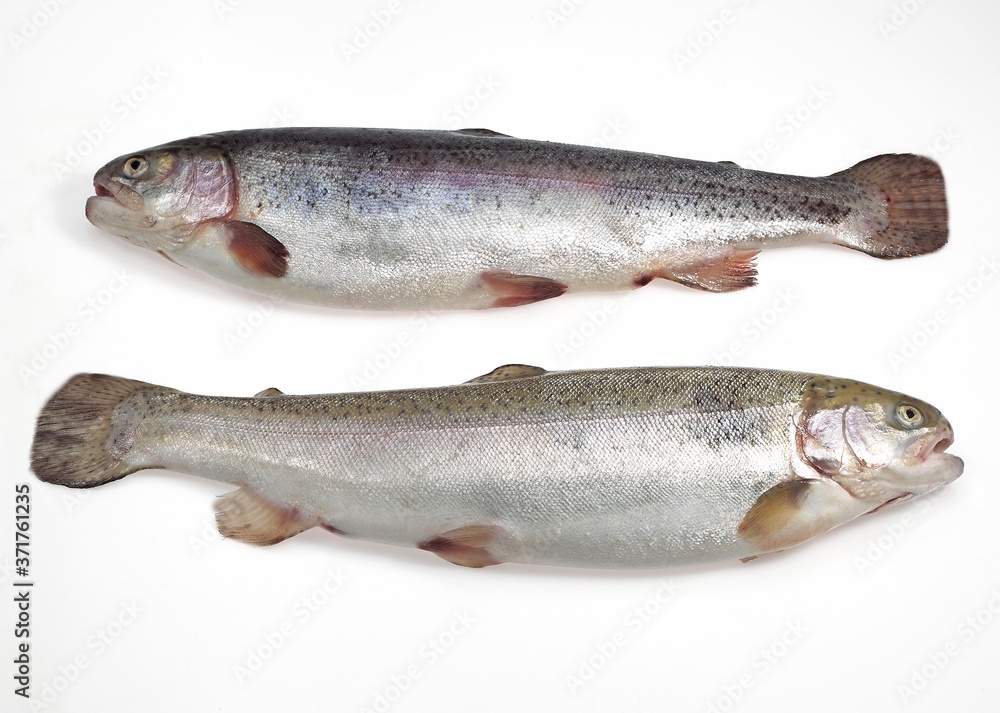 Sea Trout, salmo trutta trutta, Fresh Fishes against White Background Sea Trout, salmo trutta trutta, Fresh Fishes against White Background