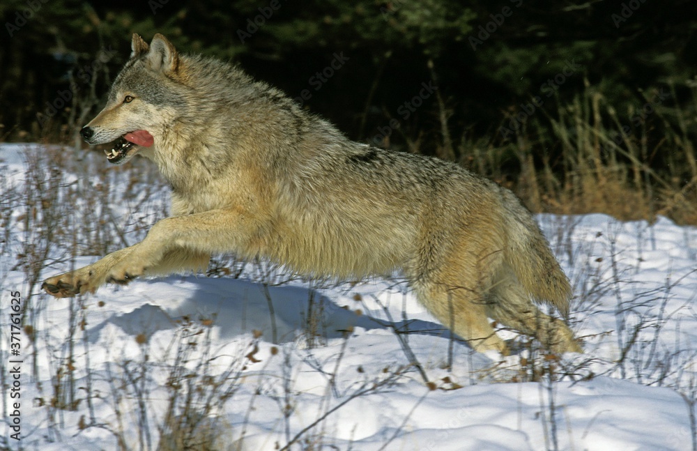 Obraz premium North American Grey Wolf, canis lupus occidentalis, Adult running on Snow, Canada