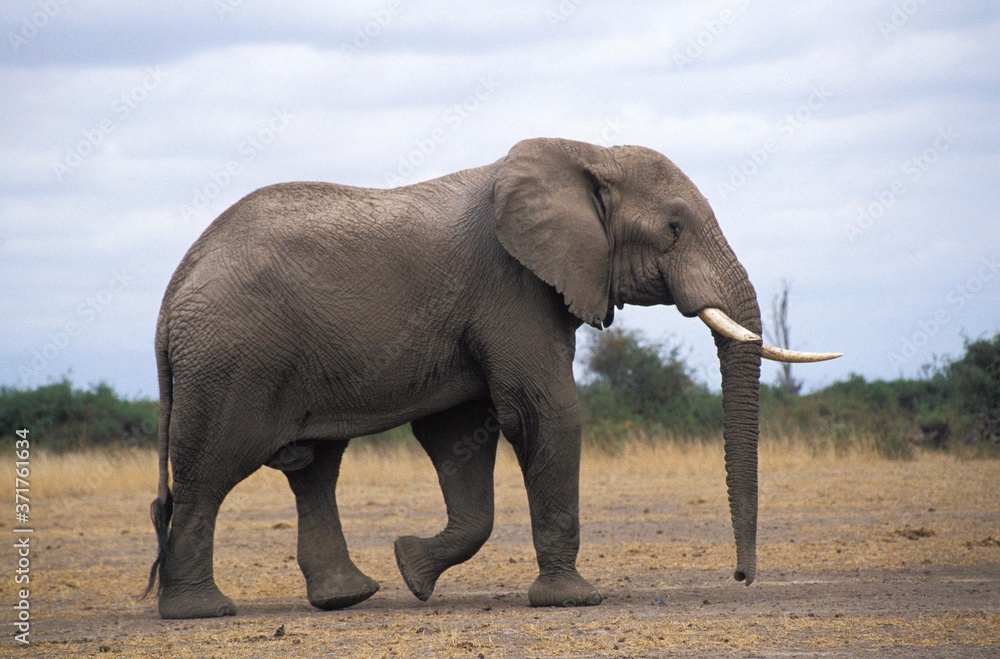 Fototapeta Słoń afrykański, loxodonta africana, Park Amboseli w Kenii