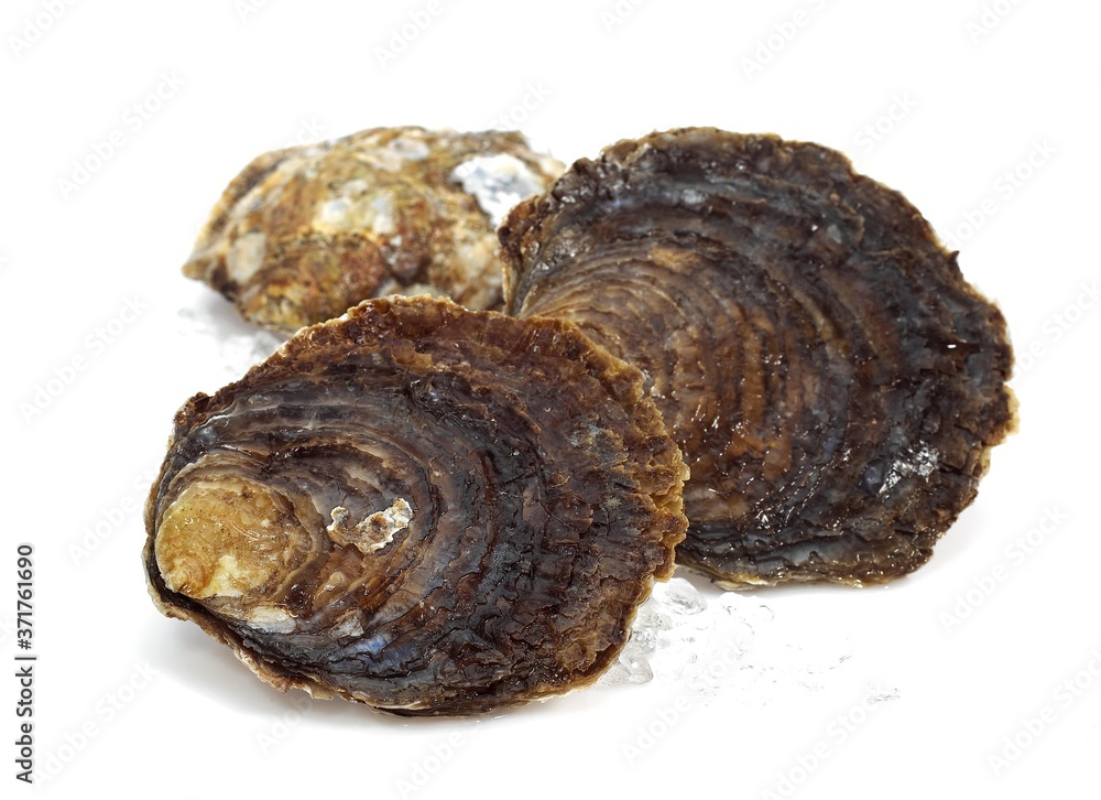 French Belon Oyster, ostrea edulis