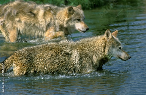 European Wolf  canis lupus  Adult entering Water