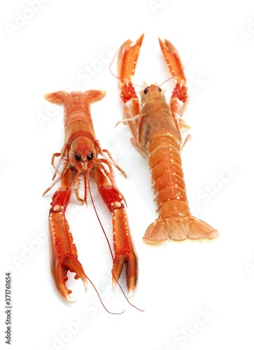 Dublin Bay Prawn or Norway Lobster or Scampi, nephrops norvegicus against White Background photo