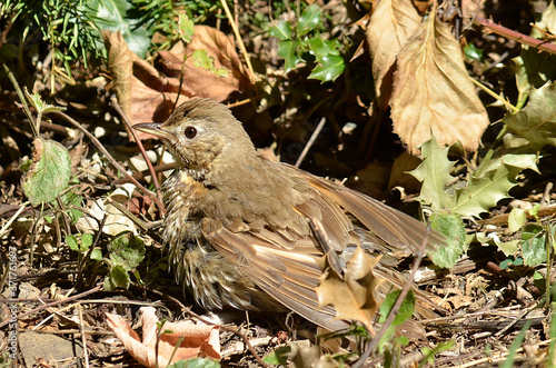 Amsel und Drossel auf Wiese