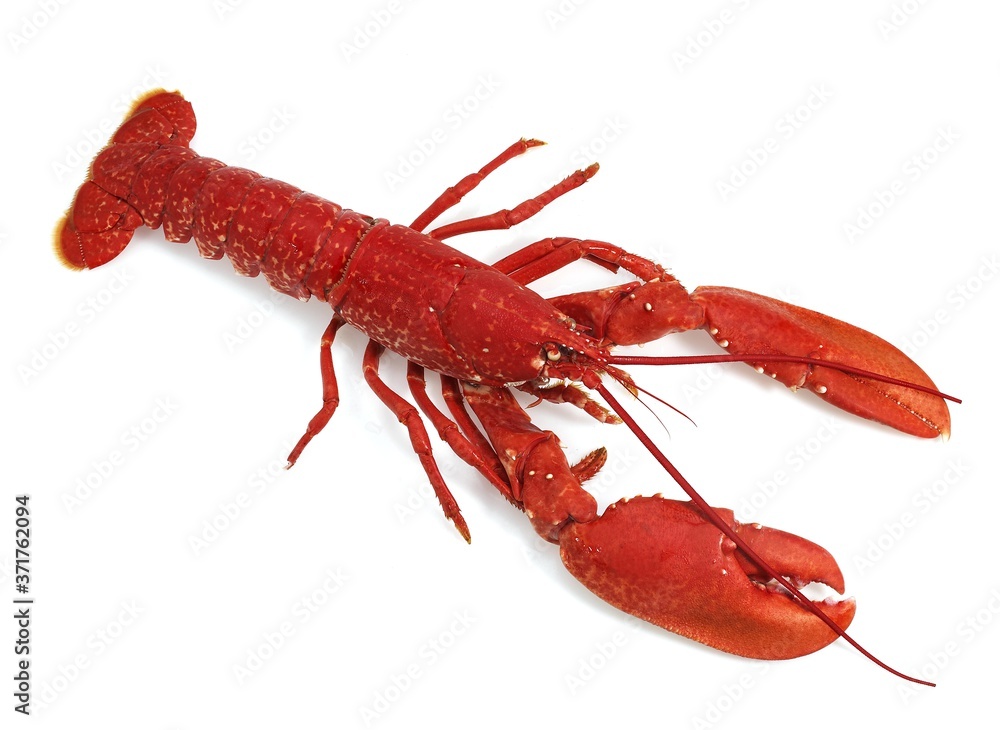 Boiled Lobster, homarus gammarus against White Background Boiled Lobster, homarus gammarus against White Background