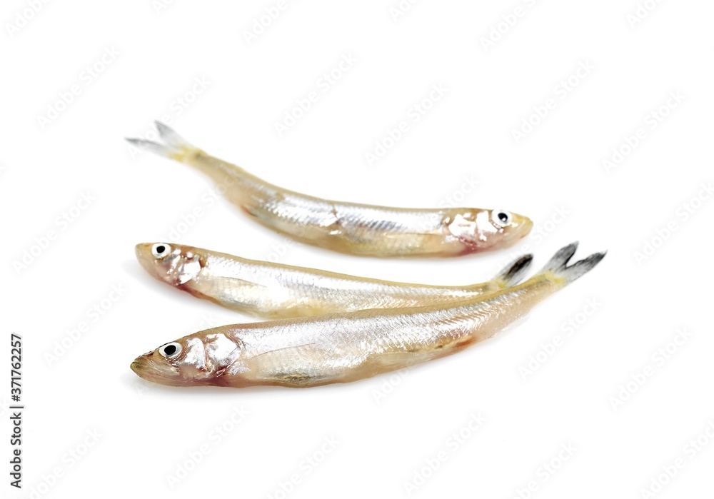 Fresh Smelts, osmerus eperlanus against White Background Fresh Smelts, osmerus eperlanus against White Background