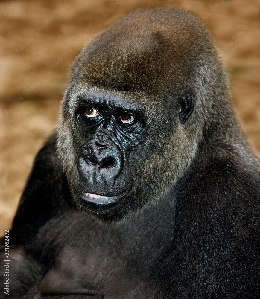 Fototapeta premium Eastern Lowland Gorilla, gorilla gorilla graueri, Portrait of Female