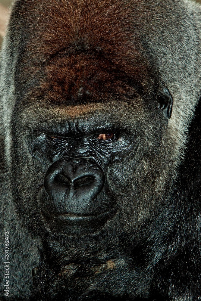 Fototapeta premium Eastern Lowland Gorilla, gorilla gorilla graueri, Portrait of Male