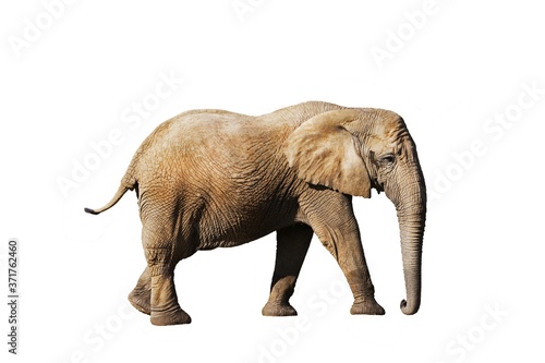 African Elephant, loxodonta africana against White Background