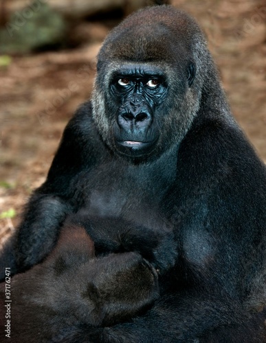 Eastern Lowland Gorilla, gorilla gorilla graueri, Mother with Young Suckling