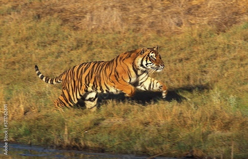 Bengal Tiger  panthera tigris tigris  Adult running