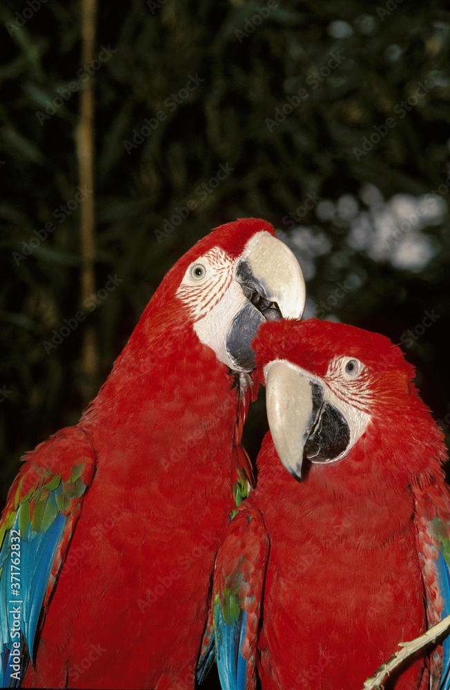 Obraz premium Red-and-Green Macaw, ara chloroptera, Pair Courting