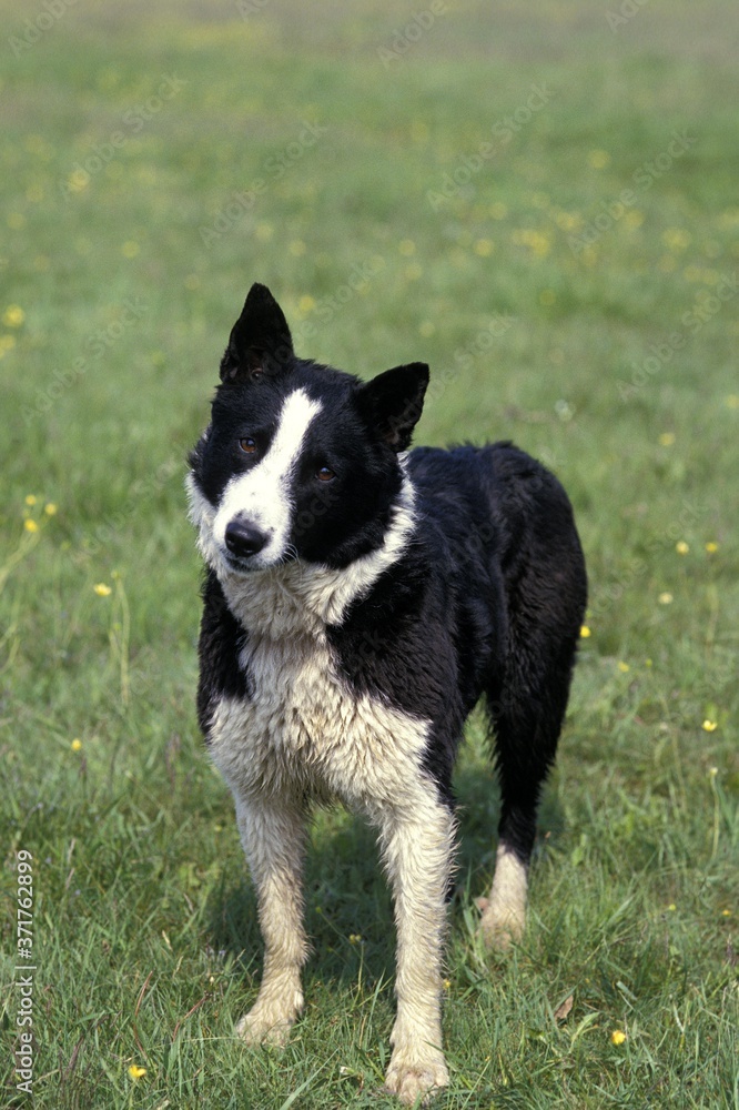 Karelian Bear Dog standing on Grass