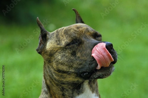 American Staffordshire Terrier Licking its Chops, Old Standard Breed with Cut Ears