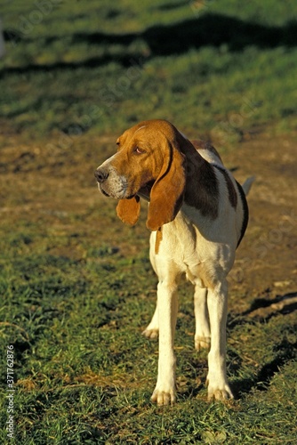 Artois Hound Dog
