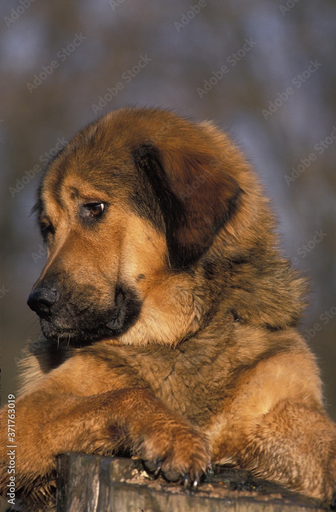 Portrait of Tibetan Mastiff Dog Portrait of Tibetan Mastiff Dog