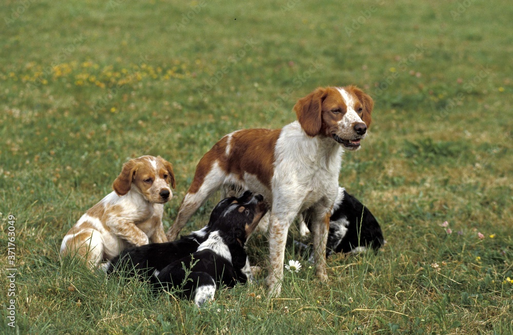 Brittany Spaniel Dog, Mother and Pup suckling Brittany Spaniel Dog, Mother and Pup suckling