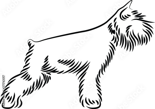 Simple Line Art of Mini Schnauzer Dog